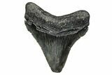 Serrated, Juvenile Megalodon Tooth - South Carolina #374229-1